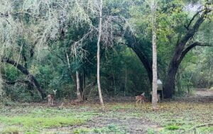 The Oaks at Mueller - Outdoor Wildlife