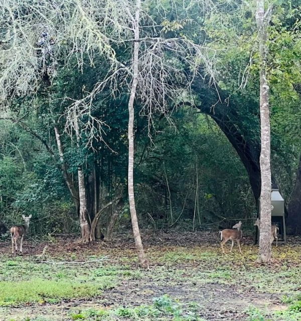 The Oaks at Mueller - Outdoor Wildlife